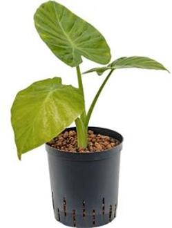 Alocasia calidora hydrocultuur plant