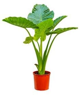 Alocasia calidora L kamerplant