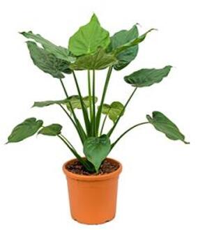 Alocasia cucullata L kamerplant