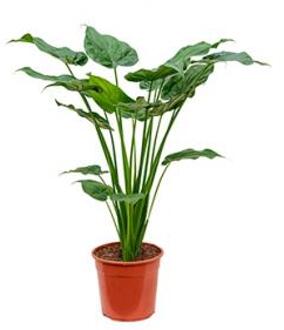 Alocasia cucullata M kamerplant