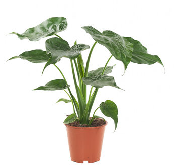 Alocasia Cucullata (Olifantsoor) - P 21 cm