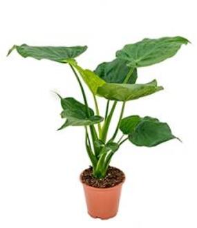 Alocasia cucullata S kamerplant