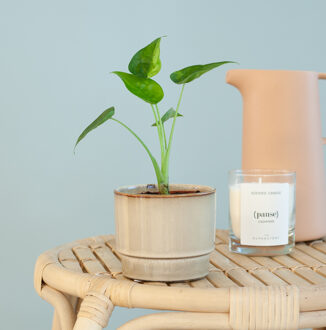 Alocasia Cucullata Variegata - P9