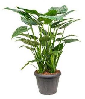 Alocasia cucullata XL kamerplant