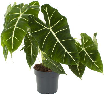 Alocasia Frydek - P21