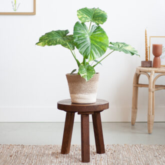 Alocasia Gageana Variegata - P15