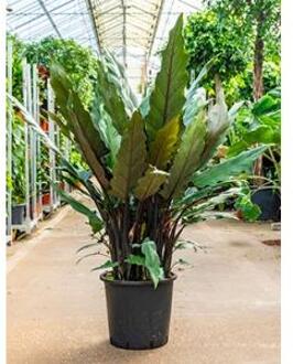 Alocasia lauterbacchiana L kamerplant