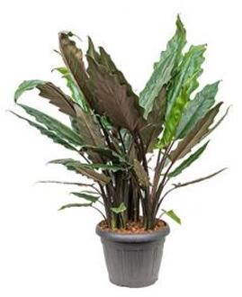 Alocasia lauterbacchiana M kamerplant