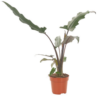 Alocasia Lauterbachiana - P 12 cm