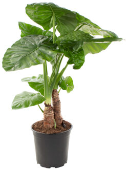 Alocasia Macrophylla op stam (Olifantsoor) - P 24
