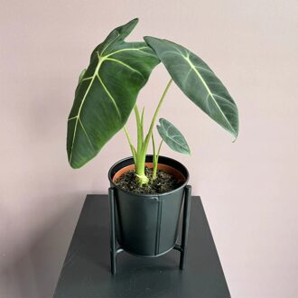 Alocasia Micholitziana - Frydek - P12