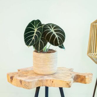 Alocasia Ninja - P14