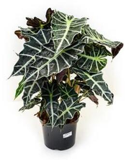 Alocasia polly L kamerplant
