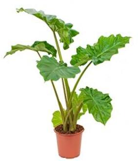 Alocasia portadora S kamerplant