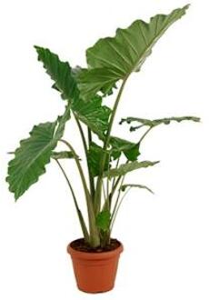 Alocasia portodora L kamerplant