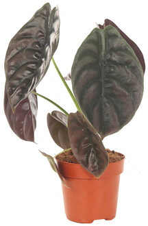 Alocasia Red Secret (cuprea) - P 12 cm