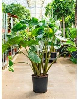 Alocasia stingray M kamerplant
