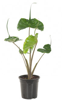 Alocasia Stingray (Macrorrhiza) P 19 cm