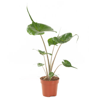 Alocasia Stingray - P 12 cm