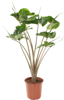 Alocasia Stingray (pijlstaartplant) - P 21 cm