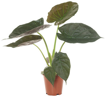 Alocasia Wentii - P 19 cm