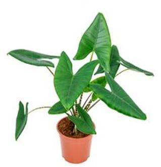 Alocasia zebrina M kamerplant