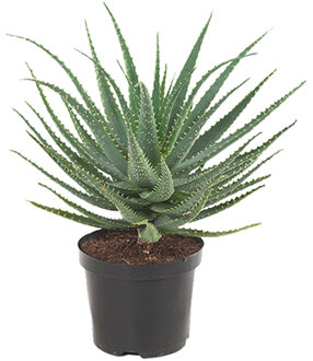 Aloe arborescens (Kandelaar aloe) - P 20 cm