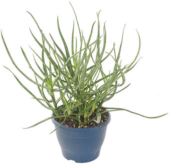 Aloe Bakeri - P 14 cm