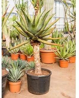 Aloe ferox kamerplant