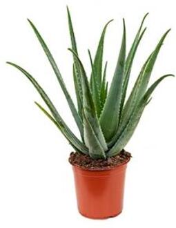 Aloe vera barbadensis M kamerplant