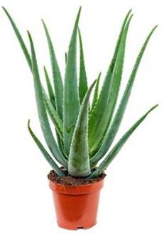 Aloe vera barbadensis S kamerplant
