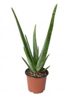 Aloe vera barbadensis XS kamerplant