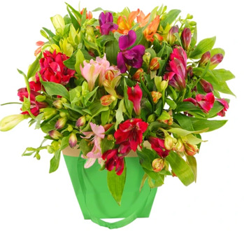 Alstroemerias mixed in gift tas