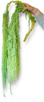 Amaranthus bloemen geprepareerd appelgroen