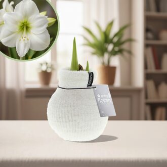 Amaryllis fluffy wit