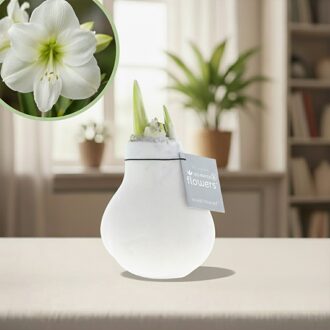 Amaryllis fluweel wit