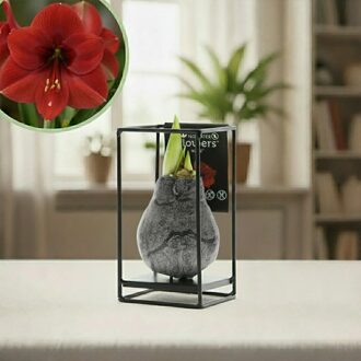 Amaryllis industrieel zwart