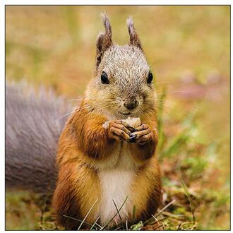 Ambiente Servetten Eekhoorn 33cm bruin