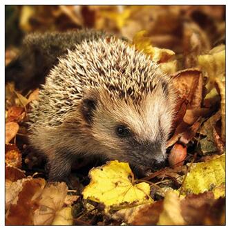 Ambiente Servetten Egel 33cm bruin