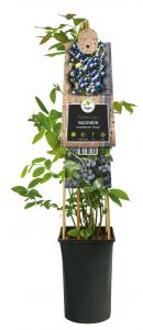 Amerikaanse Bosbes Vaccinium Corymbosum Jersey 75 cm klimplant