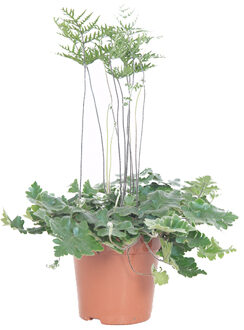 Antennevaren (Doryopteris Cordata) P 12 cm