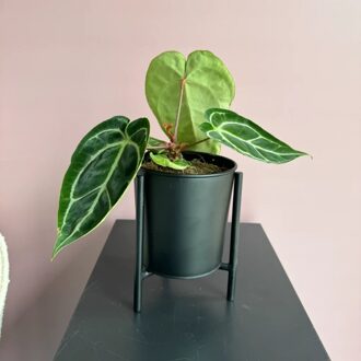 Anthurium Crystallinum - P13