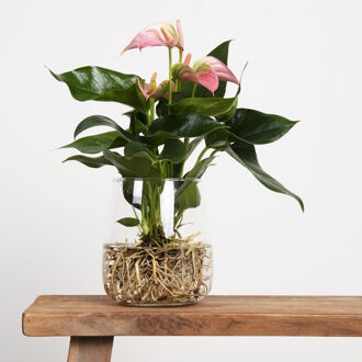Anthurium in Modena Vaas - DIY