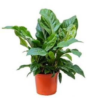 Anthurium jungle bush L kamerplant