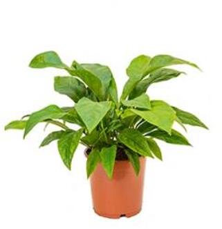 Anthurium jungle bush M kamerplant