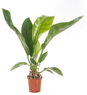 Anthurium Jungle Bush - P 17 cm
