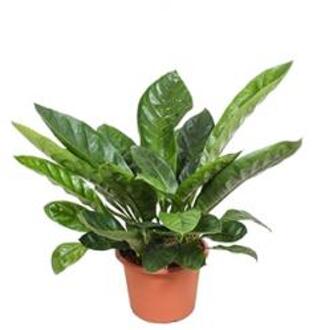 Anthurium jungle king L kamerplant
