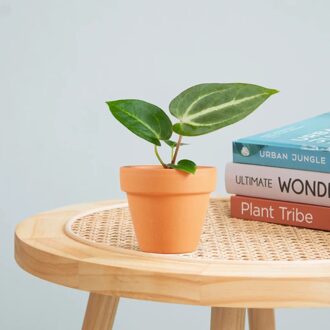 Anthurium Magnificum - P6