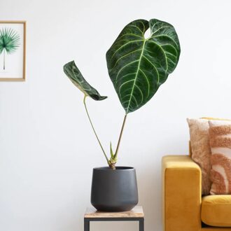 Anthurium Regale - P17