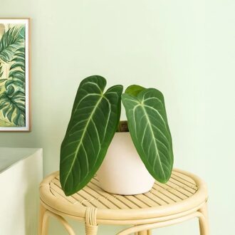 Anthurium Villenaorum - P12